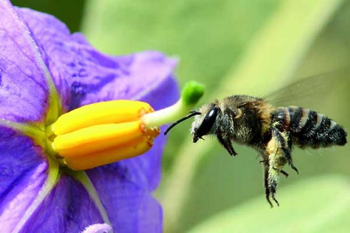 World Bee Day: why bees are important for our ecosystem