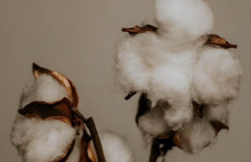 Organic cotton vs Conventional cotton