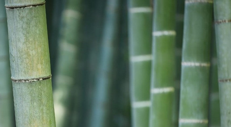 The Environmental benefits of bamboo