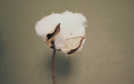 Organic VS Traditional cotton